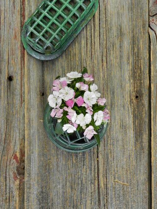 GYPSY BI-COLOR WHITE/PINK DIANTHUS